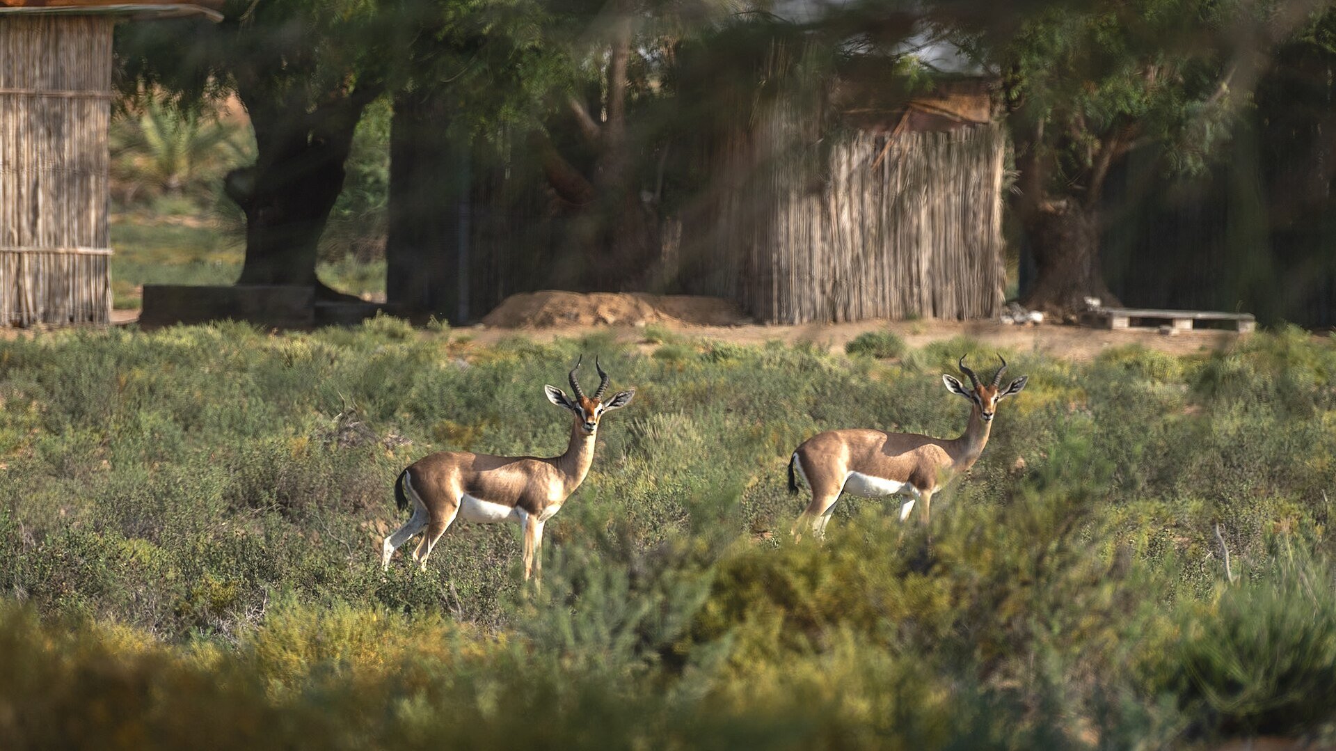 A tender moment is captured as a group of Arabian gazelles gather, their close bonds evident in their gentle interactions. Against the backdrop of the desert landscape, they form a