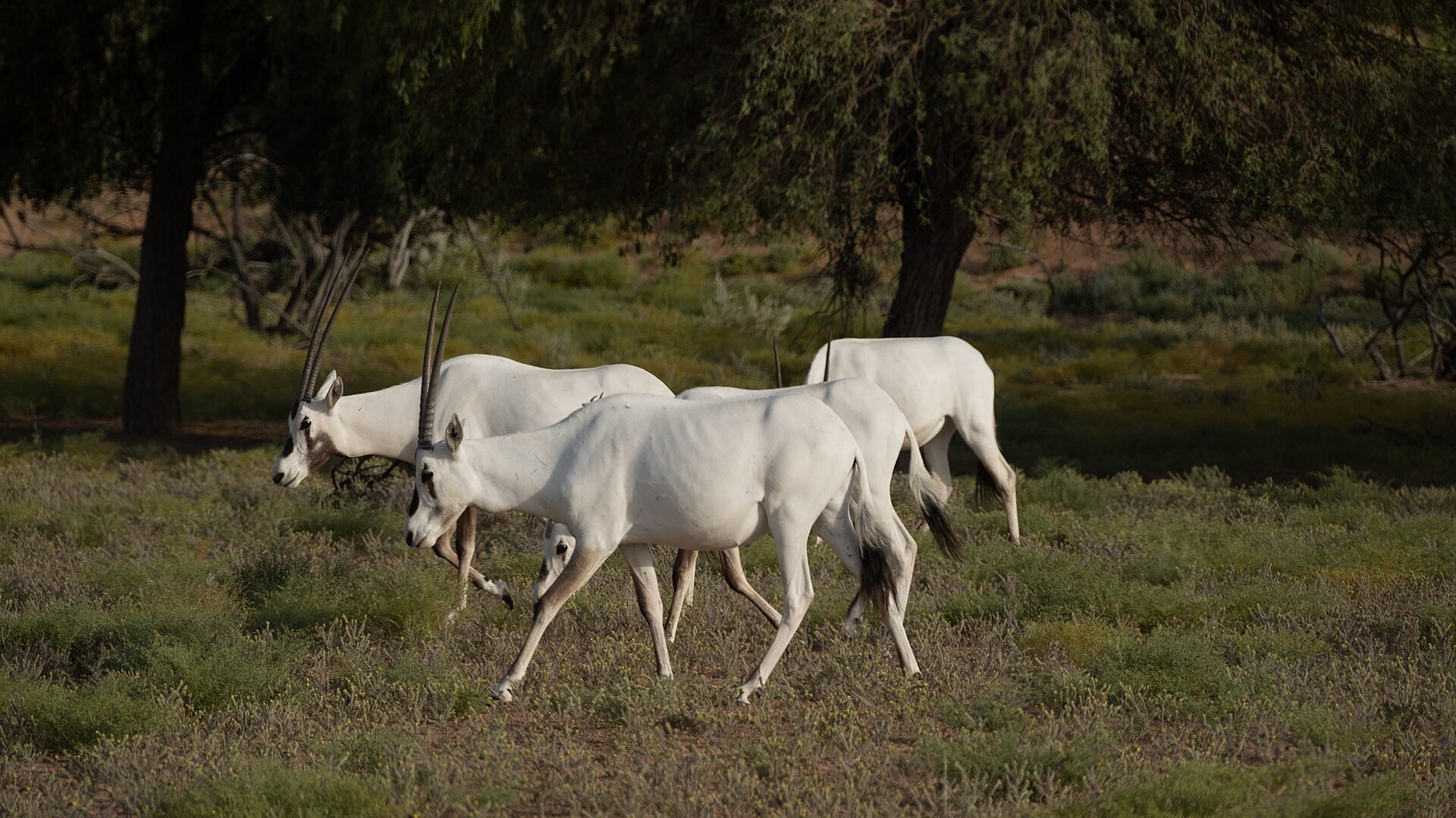 Arabian Oryx, finding strength in their numbers.