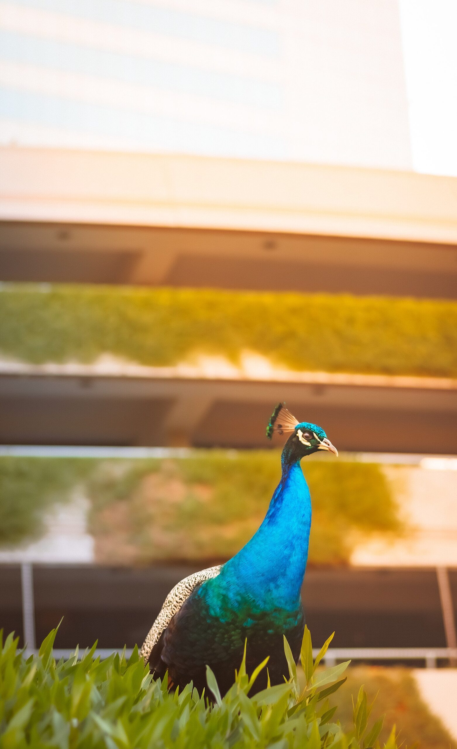 Peacock portrait, DIFC, Dubai city, UAE