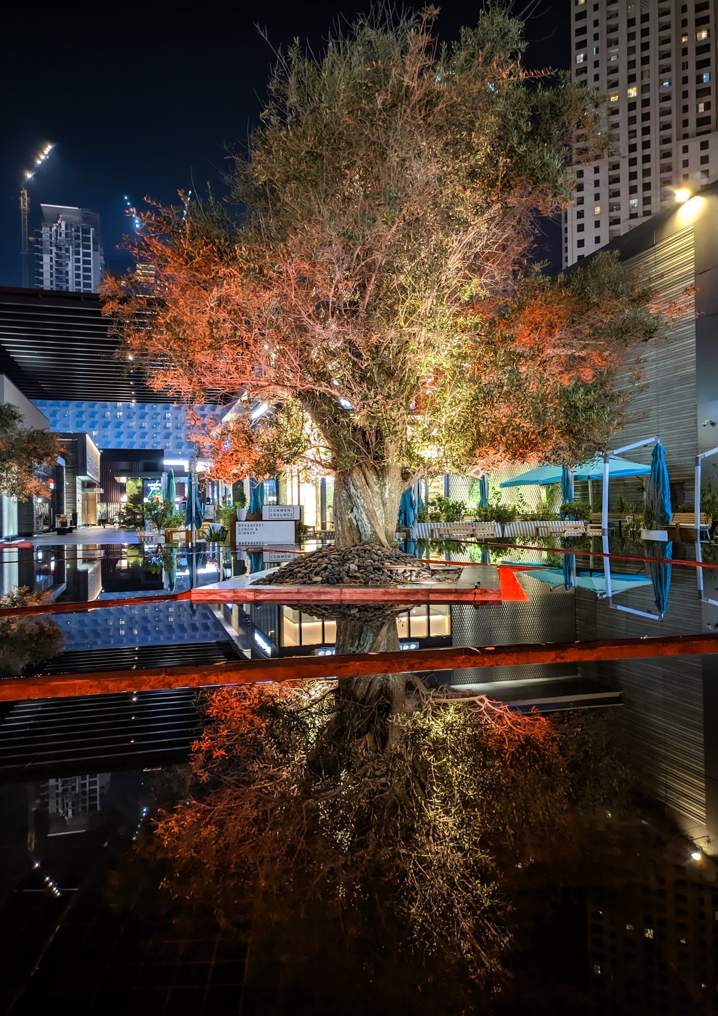 Dubai Marina tree