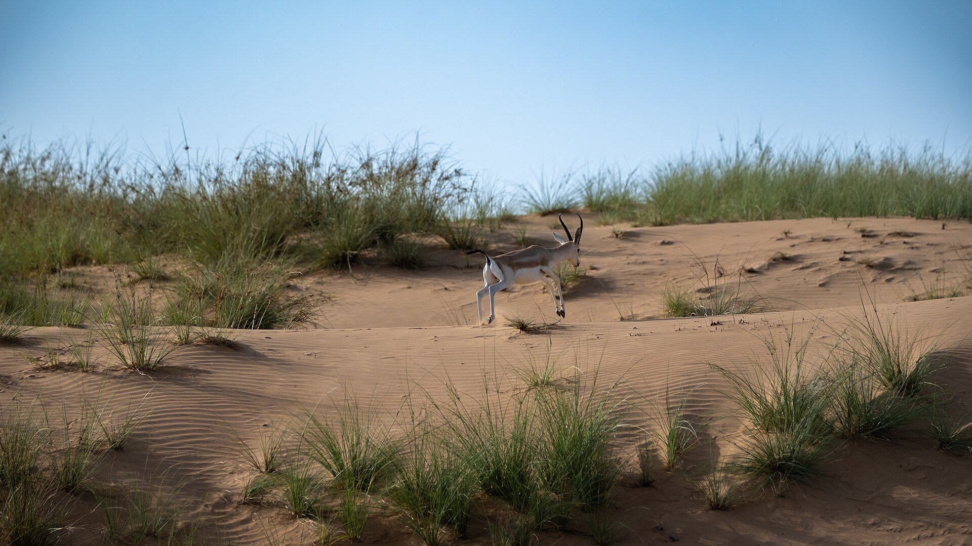 An Arabian gazelle moves with effortless grace across the desert sands. Its slender frame and delicate features are accentuated by the warm hues of the rising sun, creating a scene