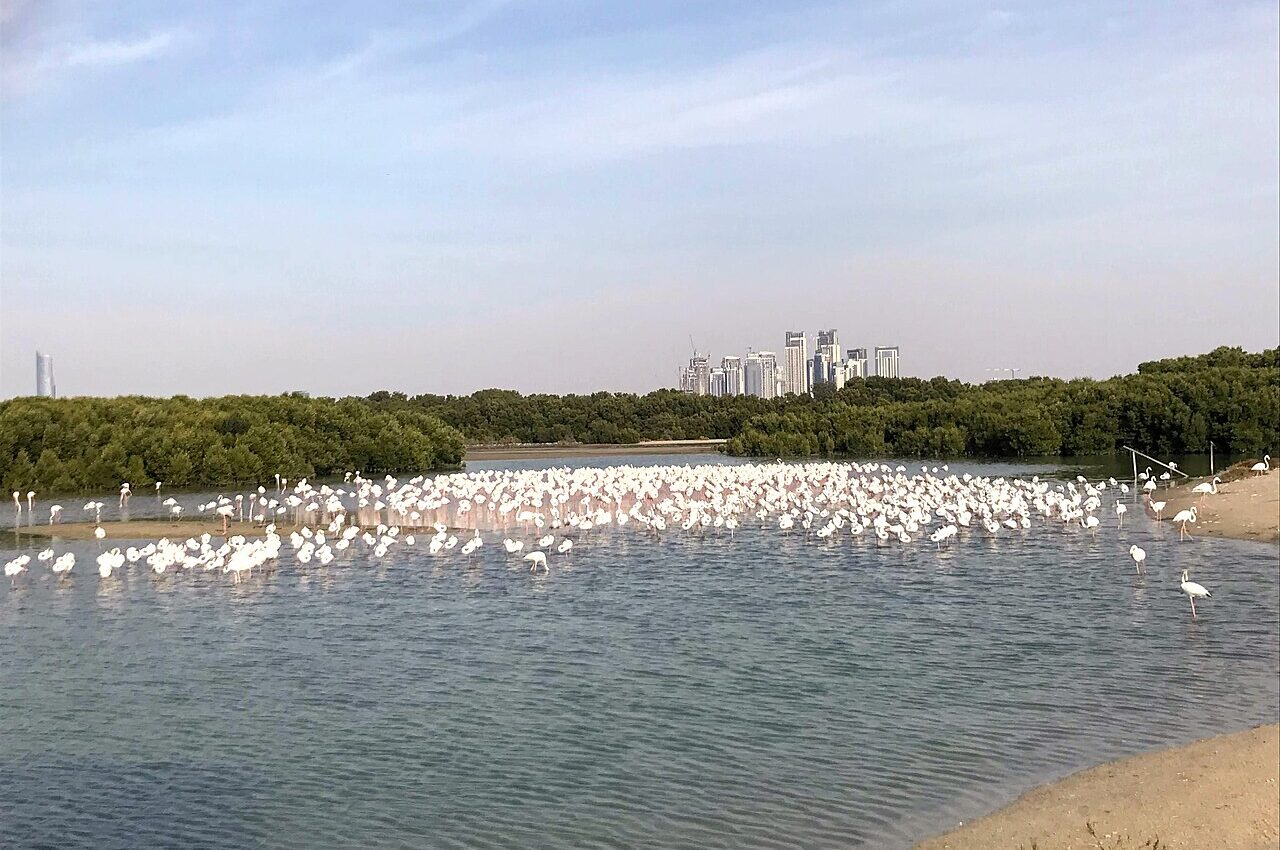Photo illustrating: Love Lake and Al Qudra Lakes: Walking, Wildlife Spotting and Visitor Rules